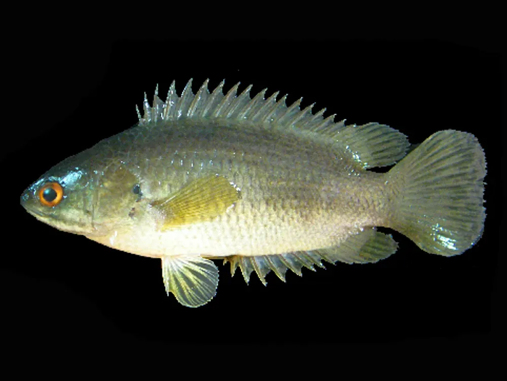Climbing Perch