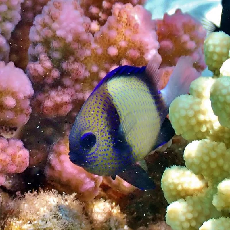 Cloudy Dascyllus