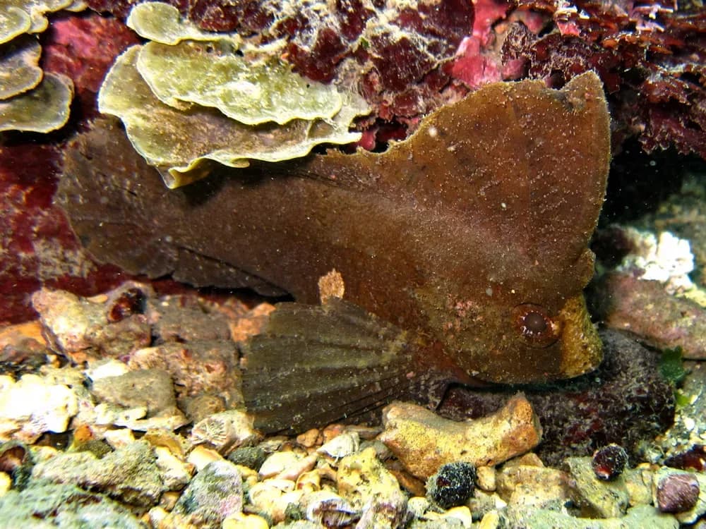 Cockatoo Waspfish