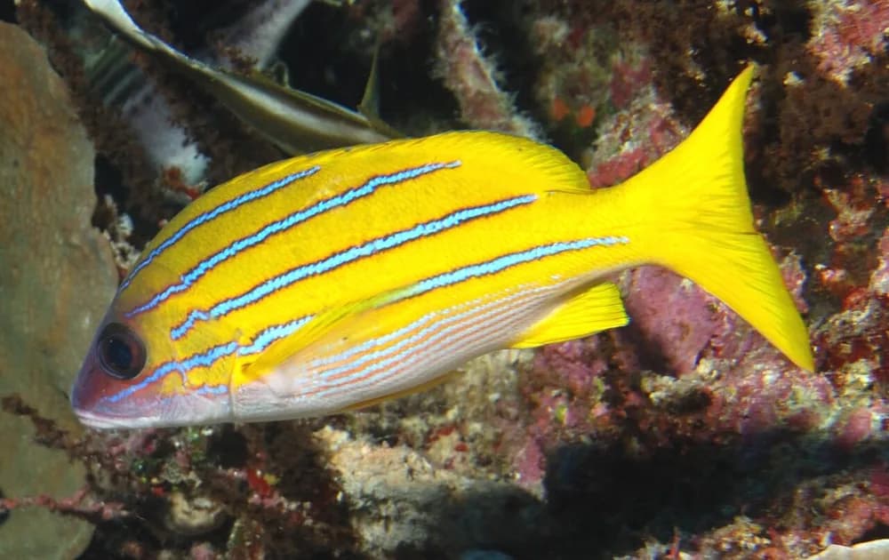 Common Bluestripe Snapper