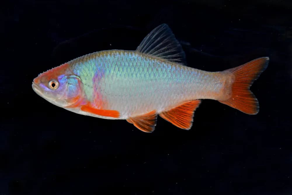 Common Dace