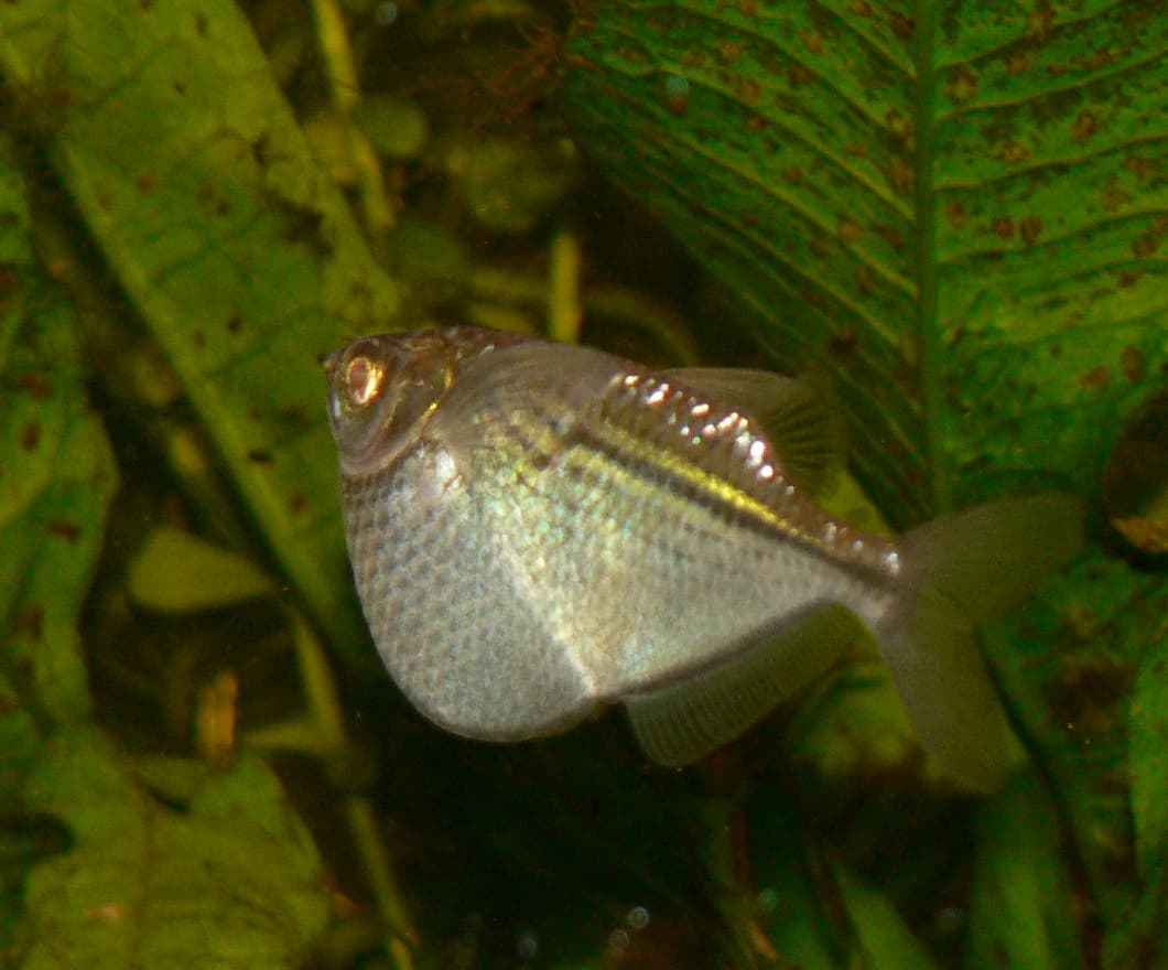 Common Hatchetfish