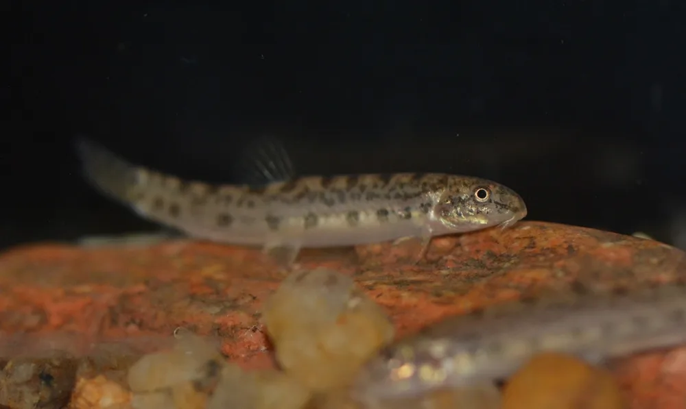 Common Spiny Loach