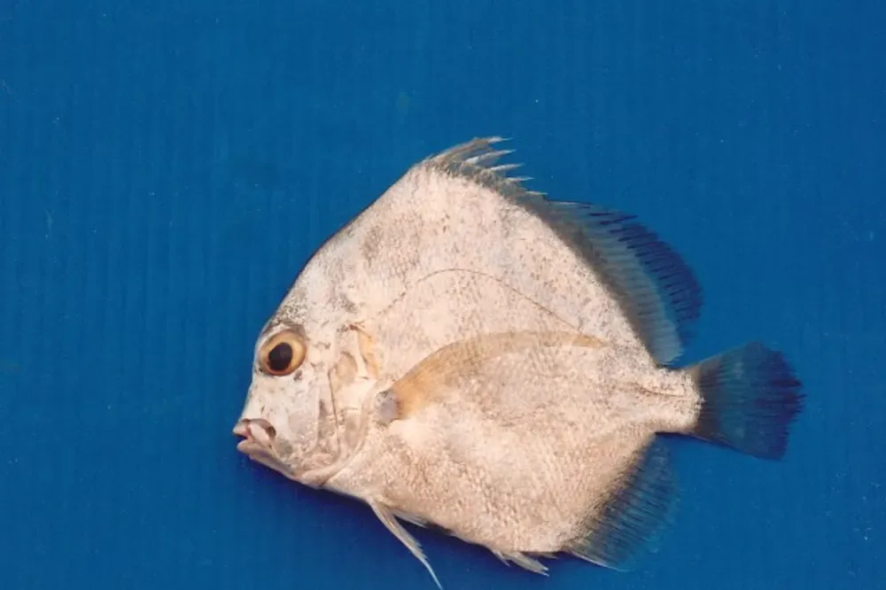Concertina Fish