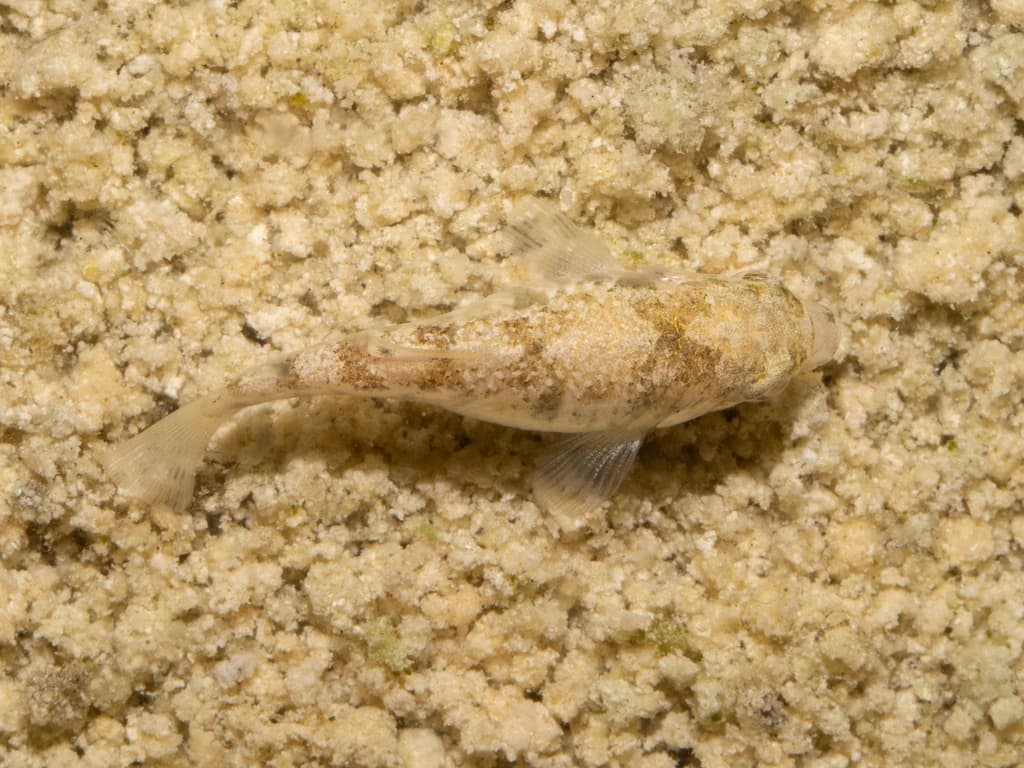 Conchos Pupfish