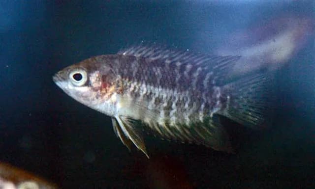 Congo Ctenopoma