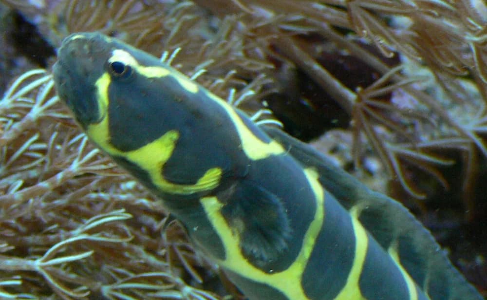 Convict Blenny