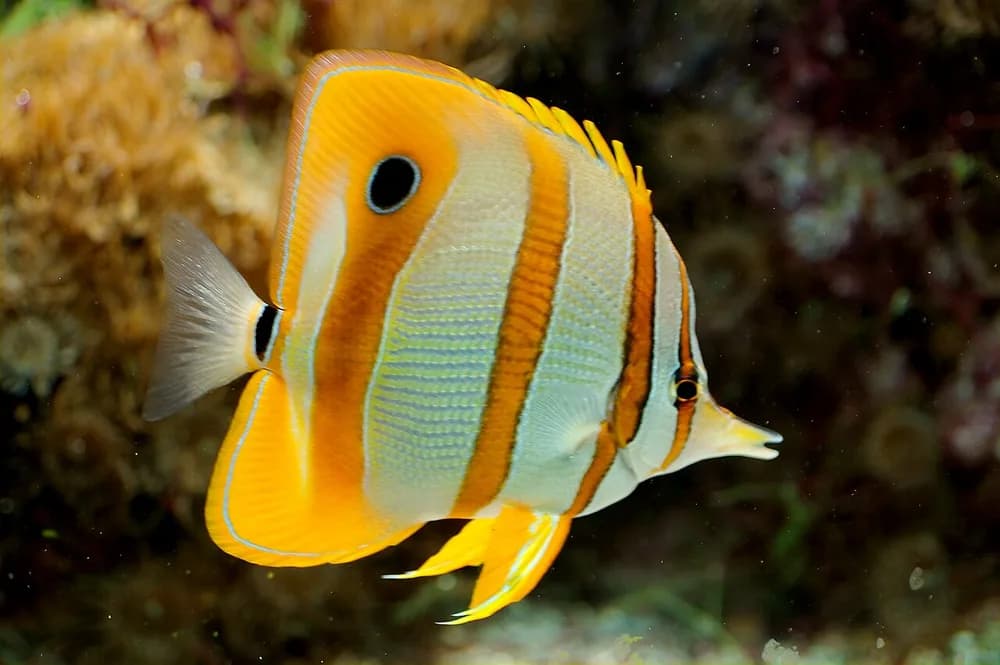 Copperband Butterflyfish