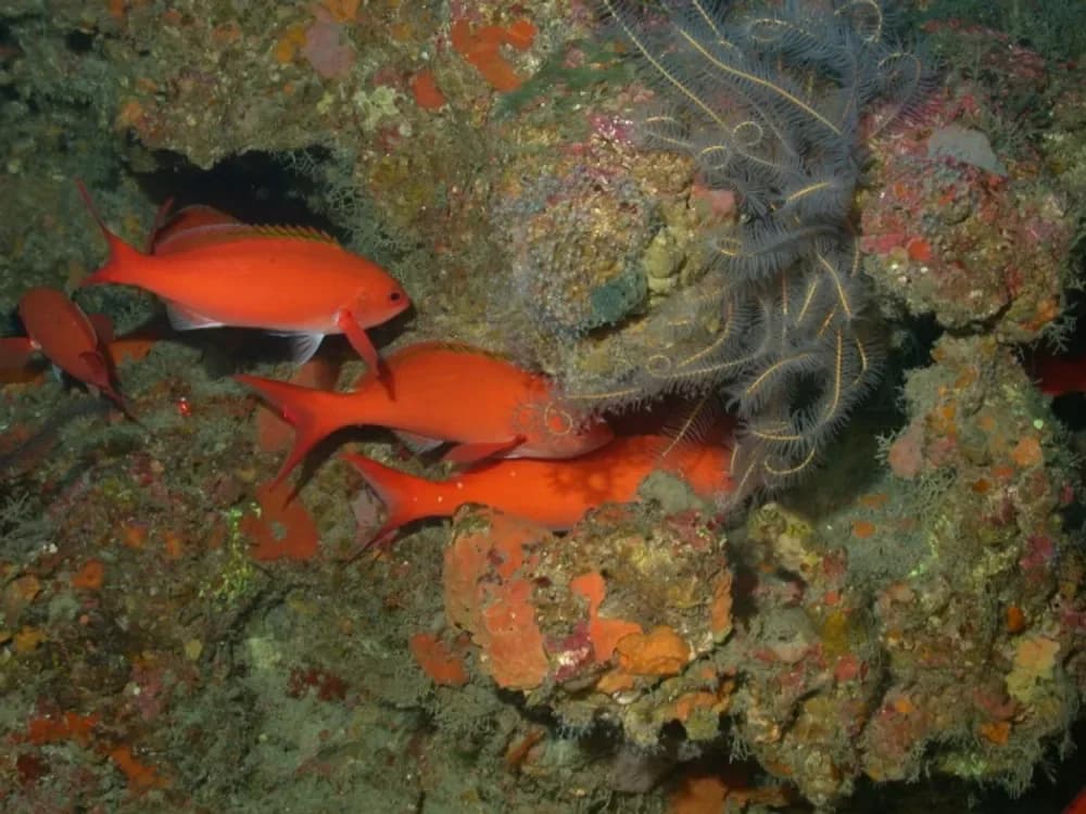 Creolefish