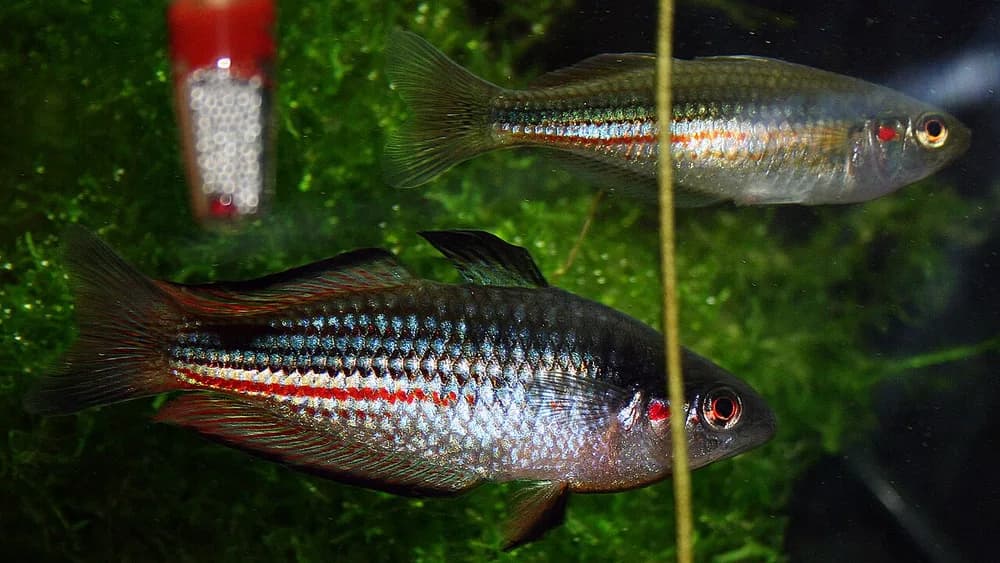 Crimsonspotted Rainbowfish