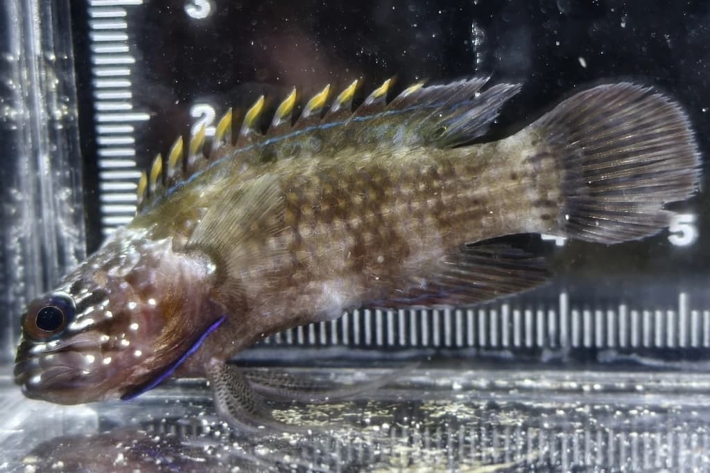 Crimsontip Longfin