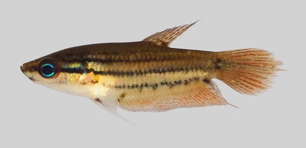 Croaking Gourami