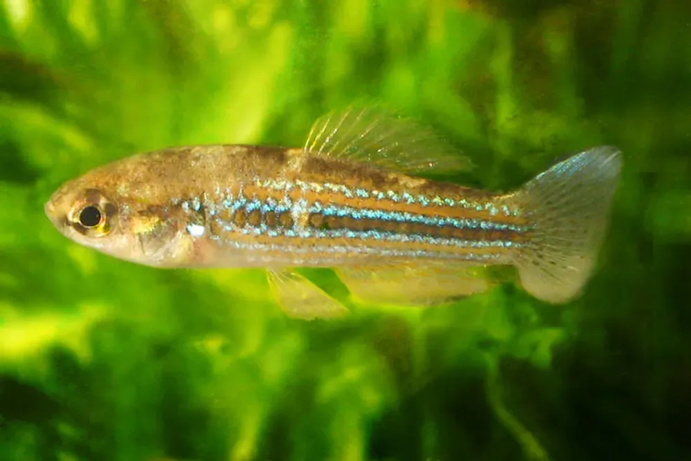 Cuban Killifish