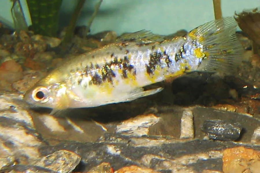 Cuban Limia