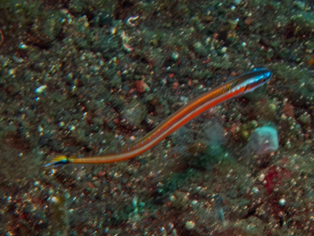 Curious Wormfish