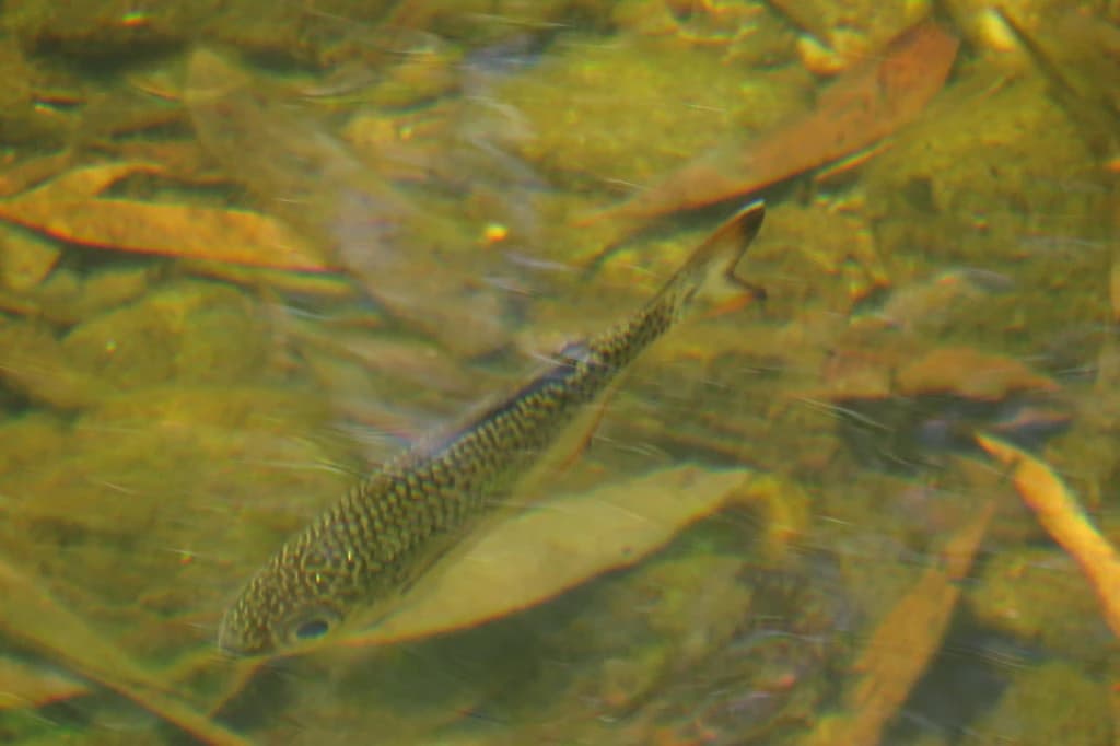 Dark-Margined Flagtail