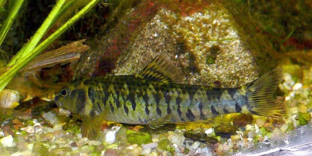 Darter Characin