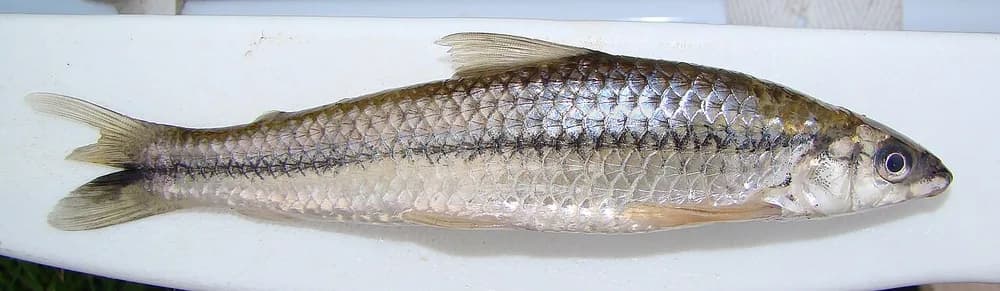 Darter Characine