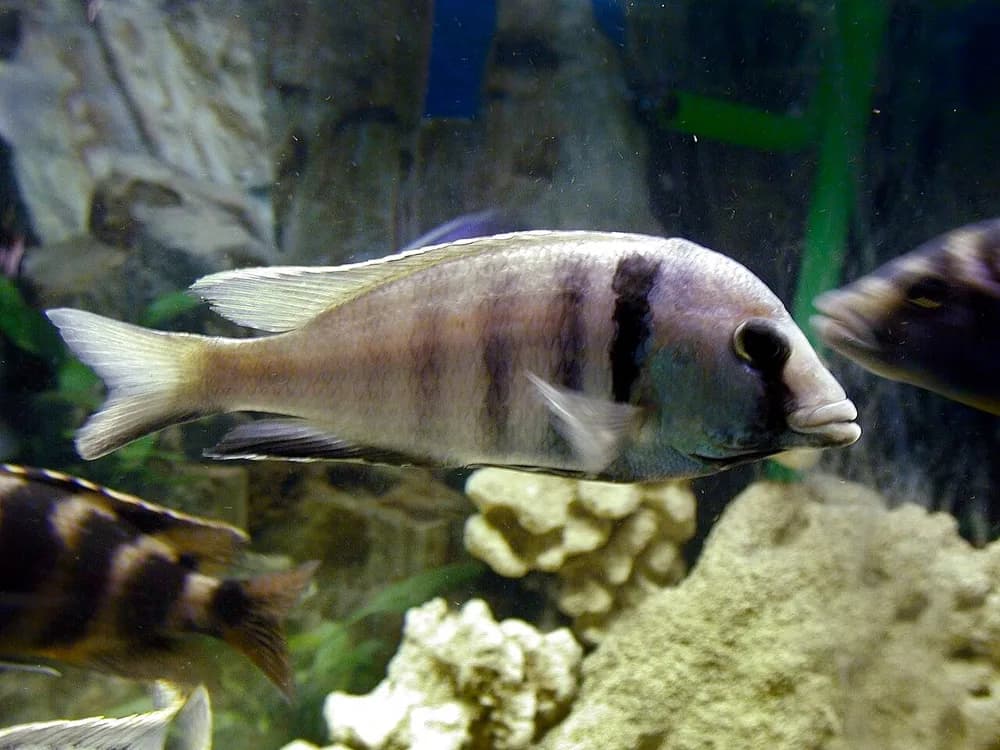 Deep-Water Hap