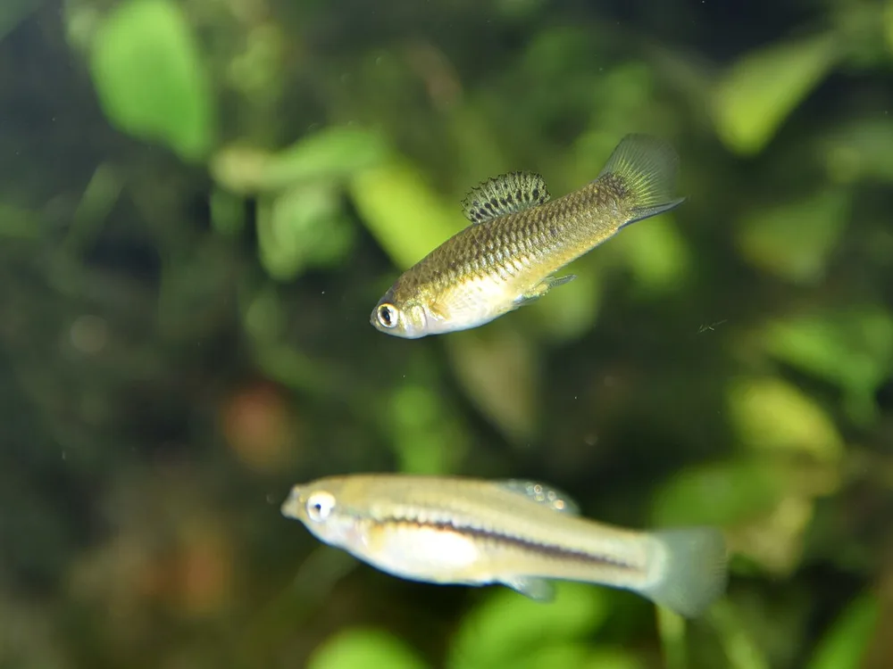 Delicate Swordtail
