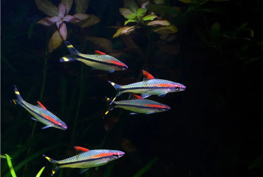 Denison Barb