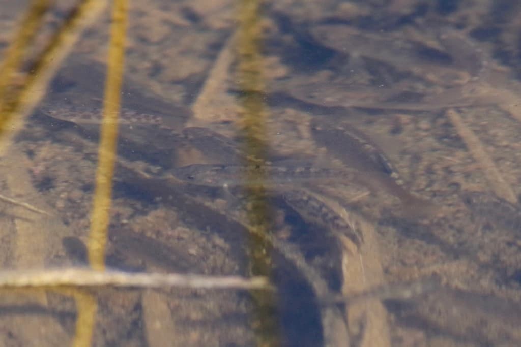 Desert Pupfish