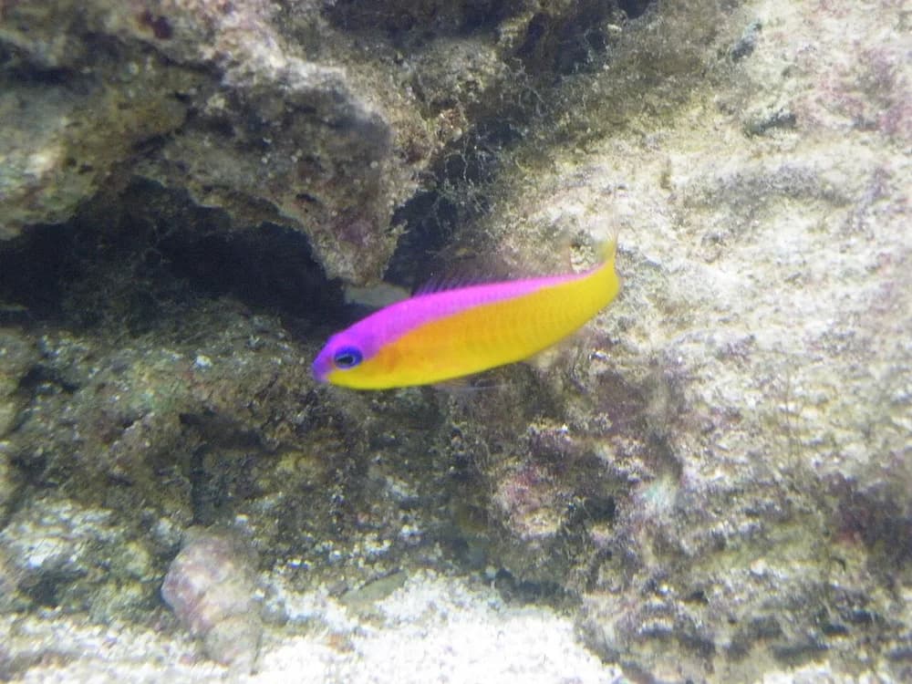 Diadem Dottyback