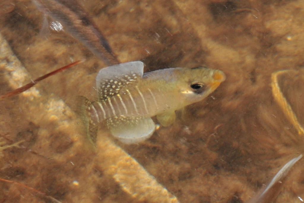 Diamond Killifish