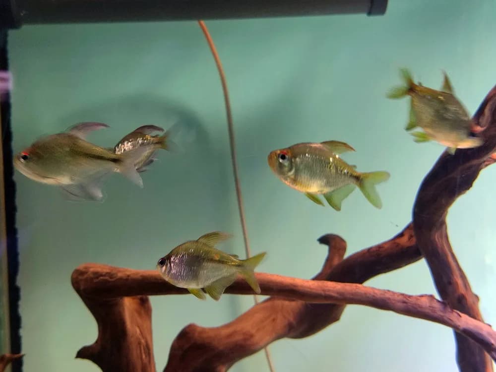Diamond Tetra