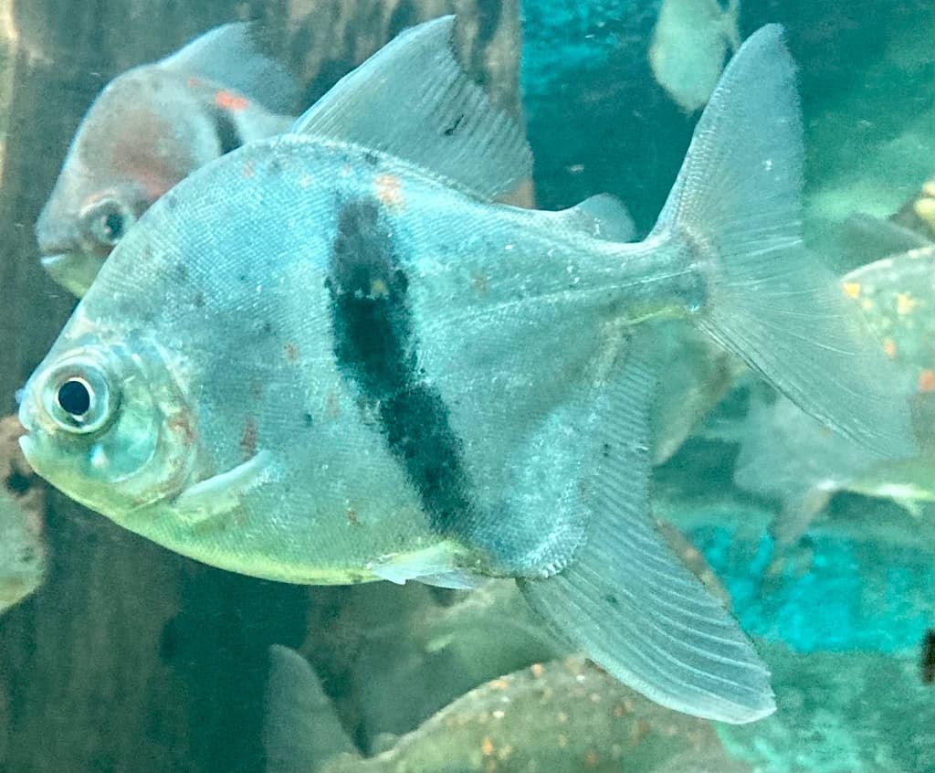 Disk Tetra