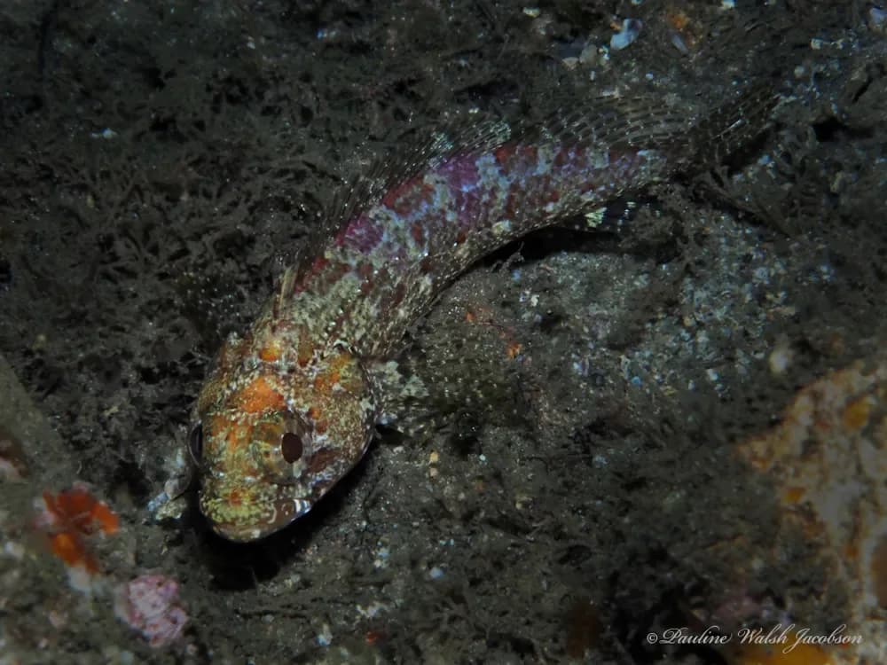 Downy Blenny