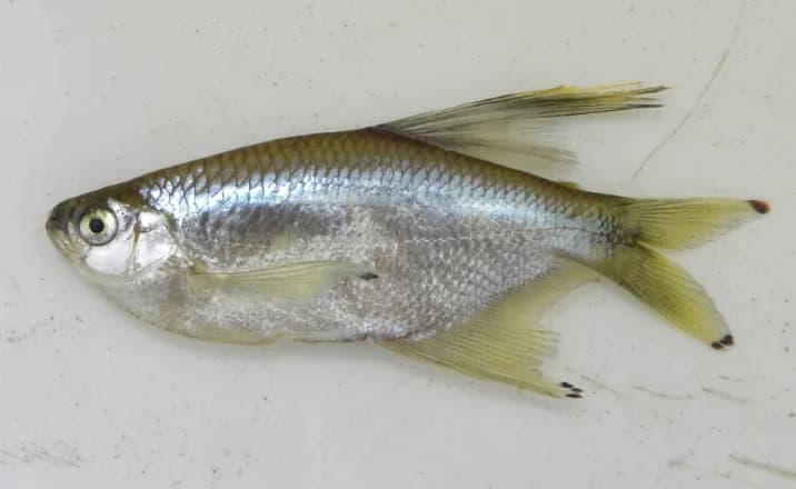 Dragonfin Tetra