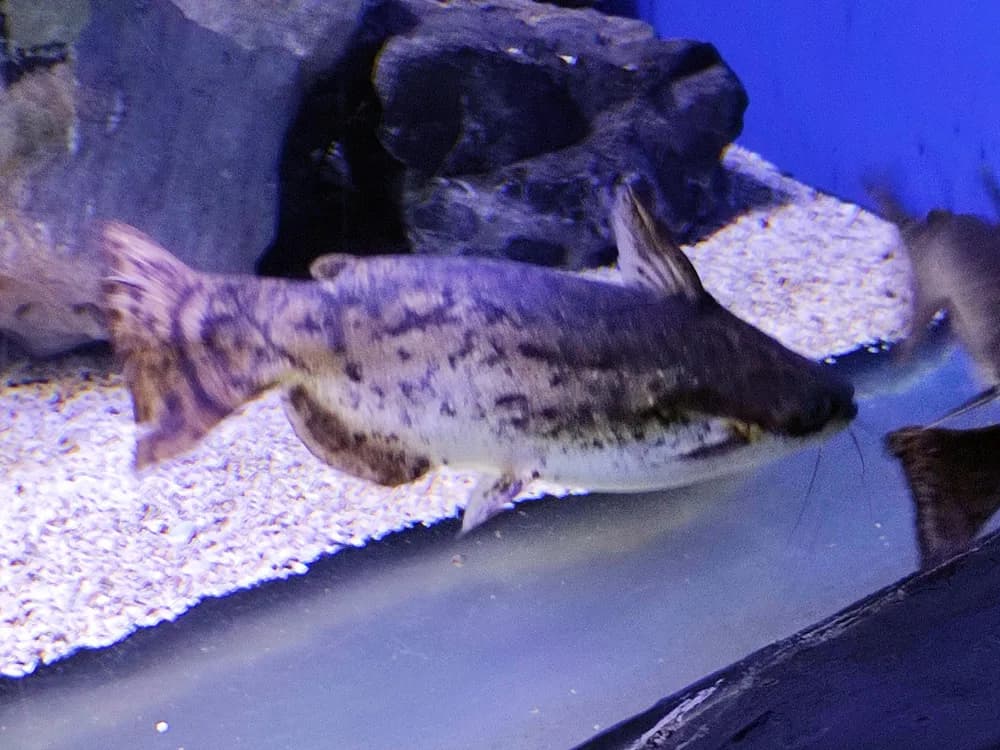 Driftwood Catfish