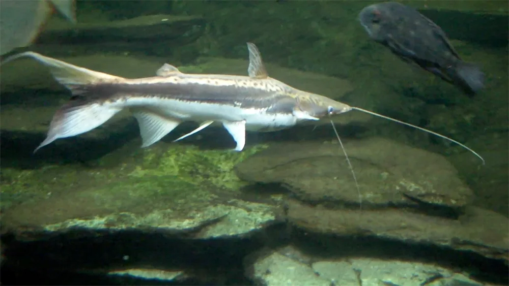 Duckbill Catfish