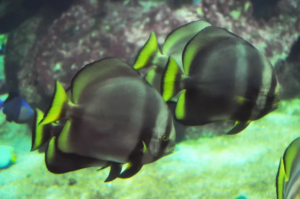 Dusky Batfish