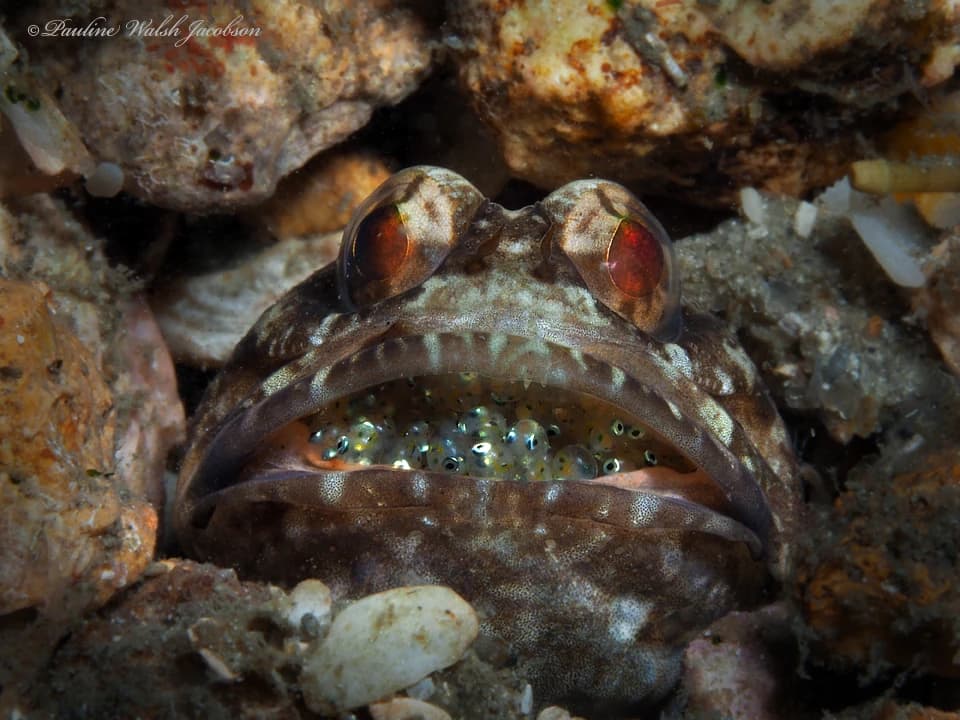 Dusky Jawfish