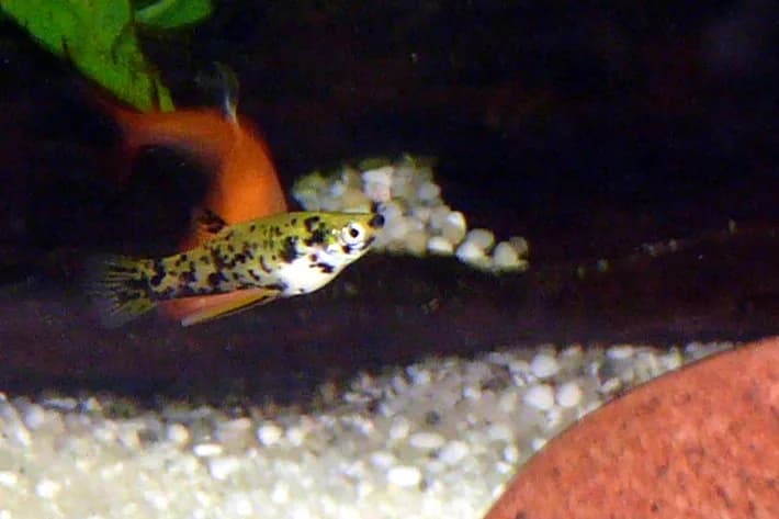Dusky Millions Fish