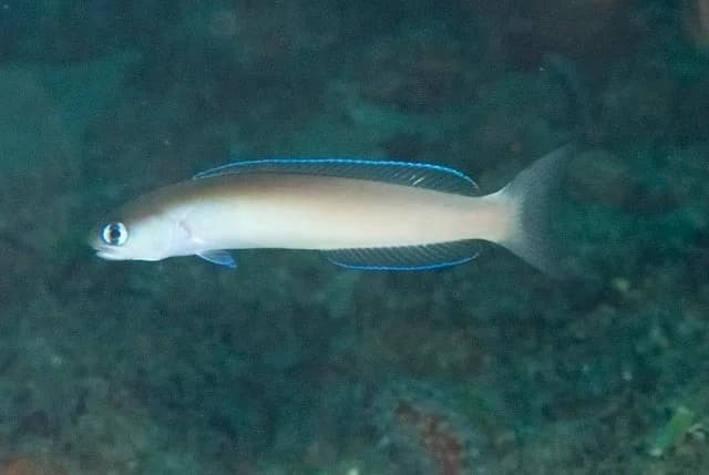 Dusky Tilefish