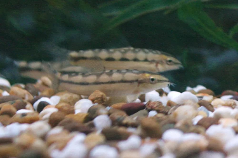 Dwarf Botia