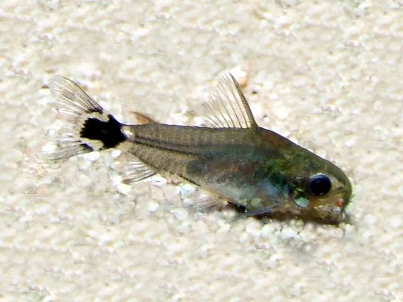 Dwarf Corydoras