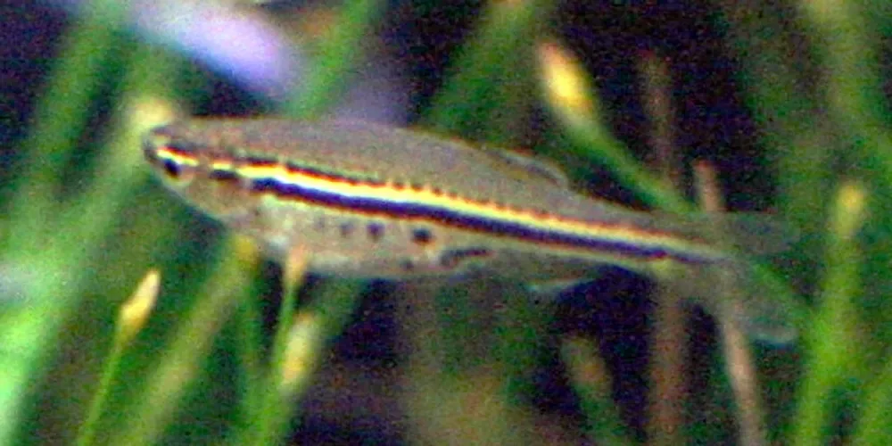 Dwarf Danio