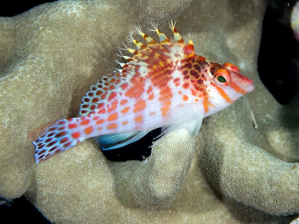 Dwarf Hawkfish