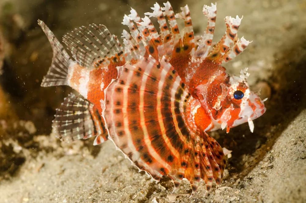 Dwarf Lionfish