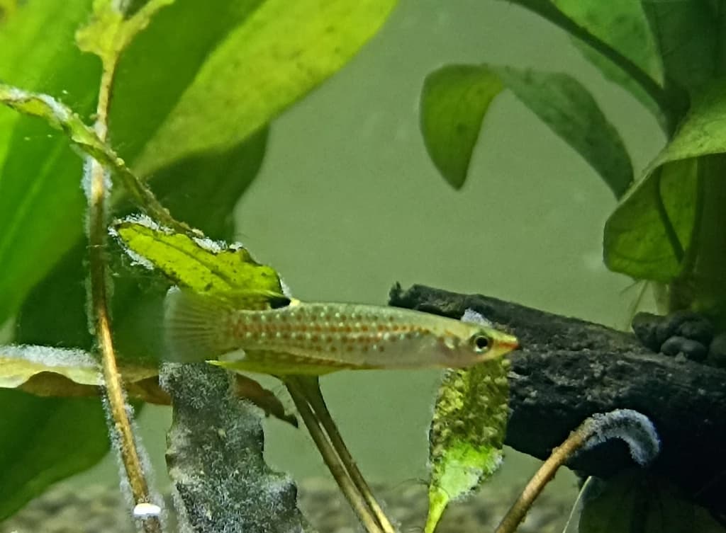 Dwarf Panchax