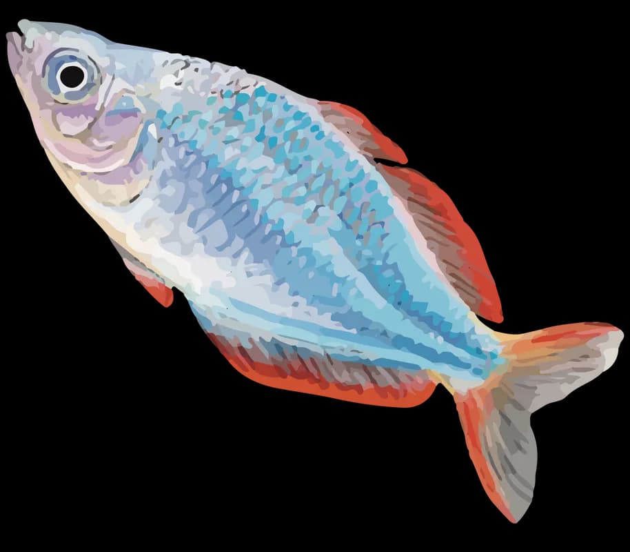 Dwarf Rainbowfish