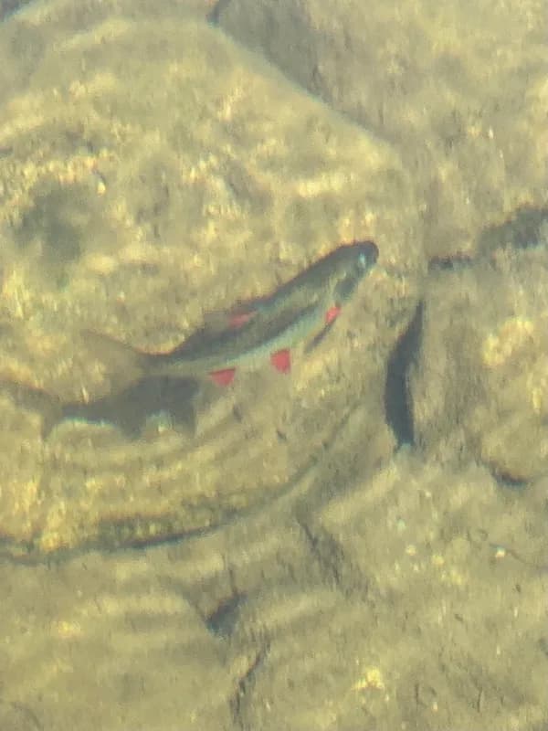 Eastern Cape Redfin