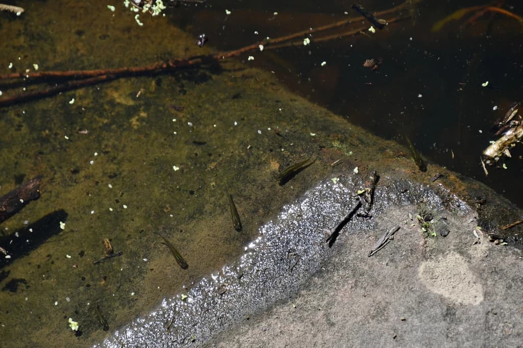 Eastern Mosquitofish