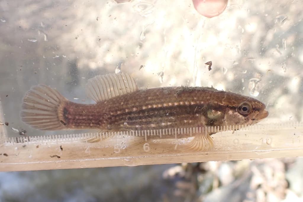Eastern Mudminnow