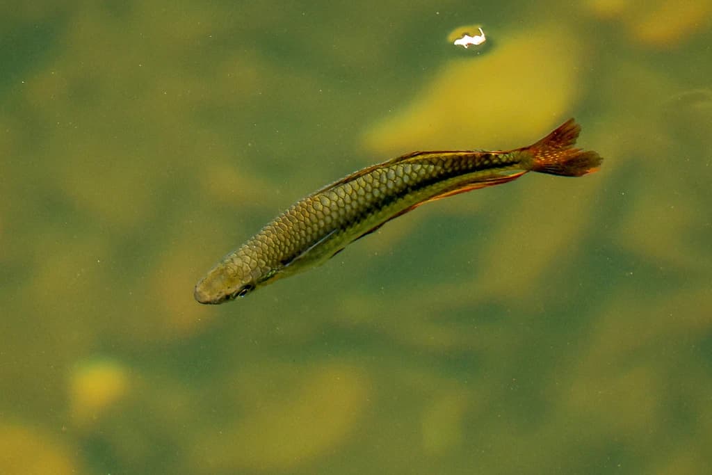 Eastern Rainbowfish