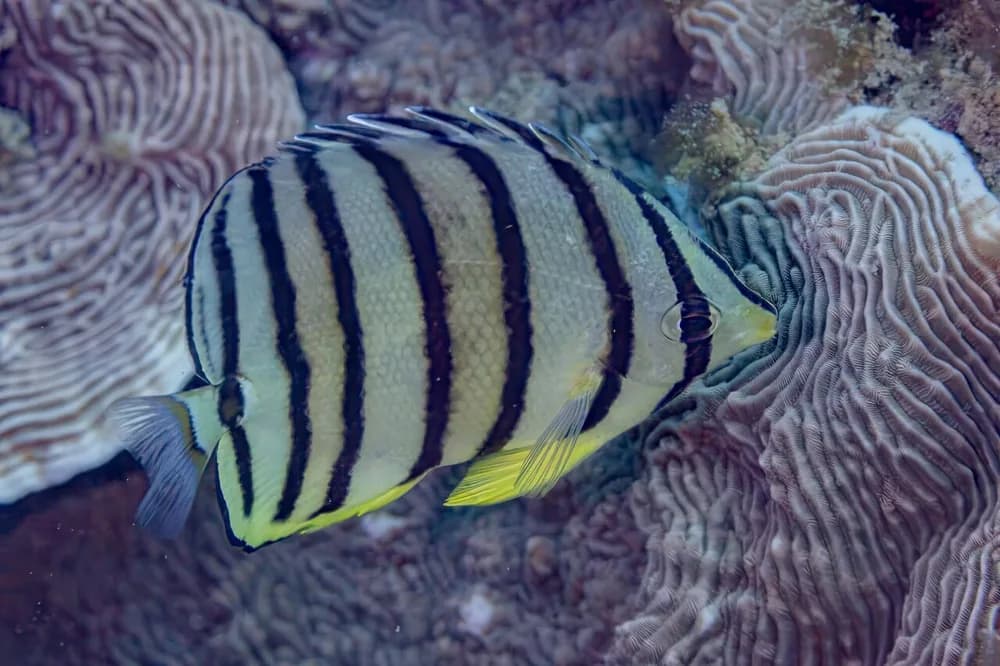 Eightband Butterflyfish